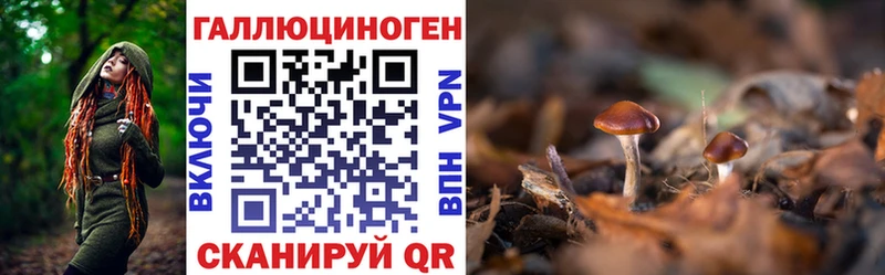 магазин    Судак  Галлюциногенные грибы прущие грибы 